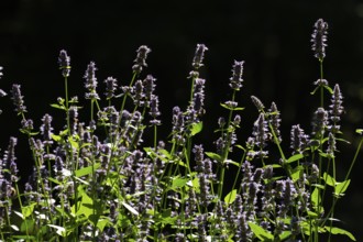 East Asian giant hyssop (Agastache rugosa), also Korean mint, Finland