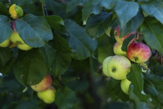 Apples (Malus) hanging from a tree, Finland