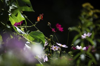 Garden with various coloured flowers in backlight, Finland