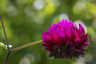 Pink dahlia (Dahlia), Finland