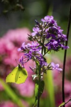 Lemon butterfly (Gonepteryx rhamni) sits on purple flowers of a flame flower or phlox, Finland