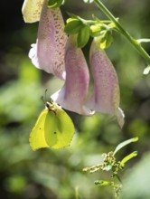 Lemon moth (Gonepteryx rhamni) hangs on the flower of a foxglove (Digitalis), Finland