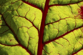 Swiss chard leaf (Beta vulgaris) in backlight, detail, Finland