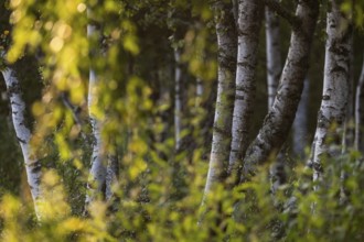Birch stems through yellow leaves, birch (Betula), forest, Sweden