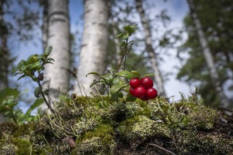 Ripe red shiny cranberries (Vaccinium vitis-idaea), mossy forest soil, birch forest, Sweden