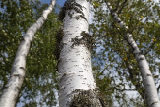Birch trunks, birch (Betula), forest, Sweden