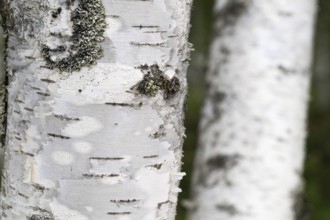 Birch trunks, white bark, detail, birch (Betula), forest, Sweden