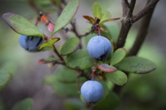 Blueberry, also blueberry (Vaccinium myrtillus), forest, Sweden