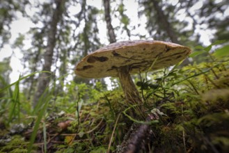 Large mushroom on moss-covered forest floor, forest near Sunne, Sweden