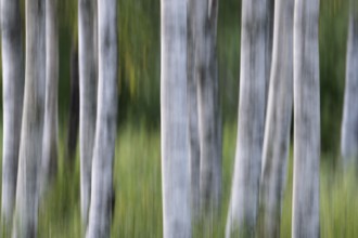 Birch trunks, white bark, birch (Betula), wiping, forest, Sweden