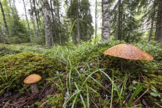 Large mushrooms on moss-covered forest floor, forest near Sunne, Sweden