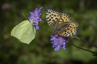 Lemon butterfly (Gonepteryx rhamni) and fiery pearl butterfly (Fabriciana adippe) on purple