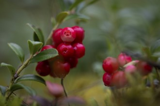 Ripe cranberries (Vaccinium vitis-idaea), forest, Sweden