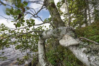 Birch and tree fungus on the shore of a forest lake, lake near Sunne, Sweden