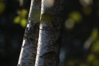 Birch trunks through leaves, detail, birch (Betula), forest, Sweden