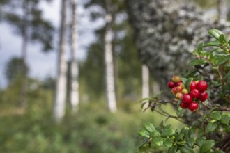 Cranberries (Vaccinium vitis-idaea), mossy forest soil, birch forest, Sweden
