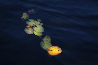 Lily pads in light on dark blue water surface, lake near Sunne, Sweden