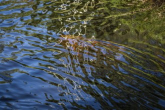 Reflections and reflections on the water surface of a forest lake form abstract patterns, Sweden
