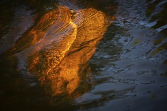 Detail, orange-brown glowing stone in a stream, forest, near Sunne, Sweden
