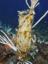 Egg capsule of large spotted cat shark (Scyliorhinus stellaris) attached to white gorgony