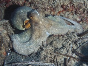 Octopus, common octopus (Octopus vulgaris), on the seabed surrounded by sediment in the