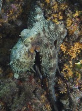 Octopus, common octopus (Octopus vulgaris) hidden in a rocky and algae-covered underwater