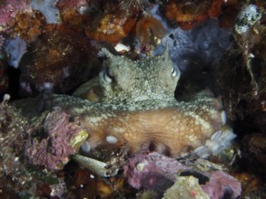 Octopus, common octopus (Octopus vulgaris), perfectly camouflaged in the rocky underwater