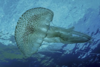 A jellyfish (Pelagia noctiluca) floats under water in the Mediterranean Sea near Hyères, Giens