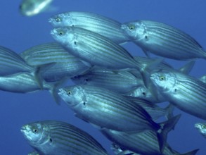 A swarm of striped fish, gold welts (Sarpa salpa), swims synchronously in deep blue water in the