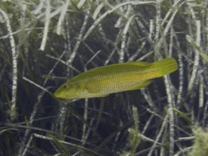 Green wrapfish (Labrus viridis) glides through dense aquatic plants in a quiet environment in the