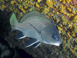 A sea raven (Sciaena umbra) floats next to yellow crustal anemones in the Mediterranean near