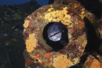 A sea eel (Conger conger), eel, hides in a colorful shipwreck with strong colors, in the