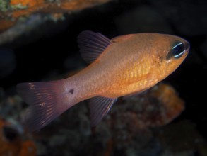 A bright orange fish, mullet king (Apogon imberbis), swims through the dark underwater world in the