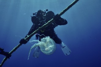 A diver discovers a jellyfish (Pelagia noctiluca) and clings to a rope in the Mediterranean near