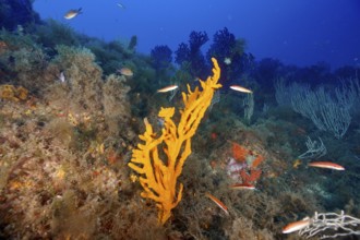 A lively reef with orange structures, holey antler sponge (Axinella polypoides), sea sponge, and