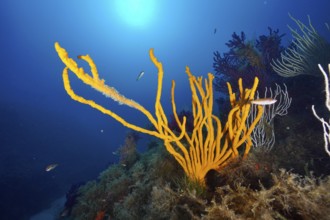 Underwater view of orange holey antler sponge (Axinella polypoides), sea sponge, in light.