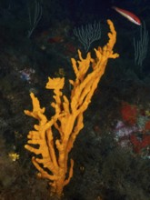 A bright orange holey antler sponge (Axinella polypoides), sea sponge, rising from the seabed in
