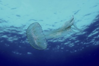 A jellyfish (Pelagia noctiluca) floats calmly in the turquoise water of the ocean in the