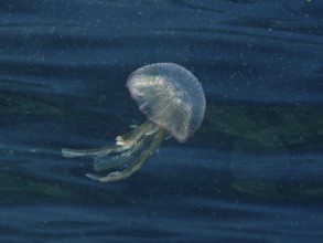 A shimmering jellyfish (Pelagia noctiluca) moves gently through the water in the Mediterranean near