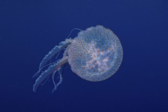 A jellyfish (Pelagia noctiluca) swims with gentle movements underwater in the Mediterranean near