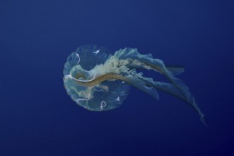 A jellyfish (Pelagia noctiluca) floats with long tentacles in the Mediterranean near Hyères, Giens