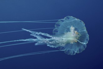 Transparent jellyfish (Pelagia noctiluca) floats gently across the Mediterranean near Hyères, Giens