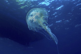 A shimmering jellyfish (Pelagia noctiluca) glides elegantly through the deep subtle blue water in