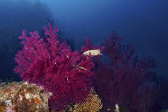 Egg capsule of large spotted cat shark (Scyliorhinus stellaris) attached to color-changing gorgonia