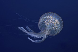 A jellyfish (Pelagia noctiluca) floats in the deep blue sea in the Mediterranean near Hyères, Giens