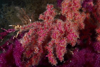 Crust-forming leather coral (Parerythropodium coralloides) on a color-changing gorgony (Paramuricea