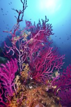 Vivid color-changing gorgonia (Paramuricea clavata) in the blue ocean under bright sunlight in the
