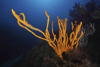 Bright orange holey antler sponge (Axinella polypoides), sea sponge, rising in a deep blue
