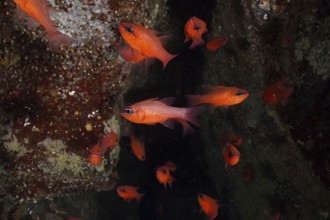 A swarm of bright orange fish, mullet king (Apogon imberbis), swims through dark reef canyons in