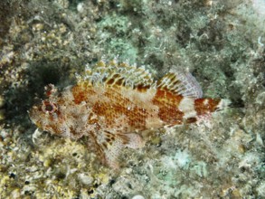 A Madeira dragon head (Scorpaena maderensis), with earthy colors on the reef floor in the